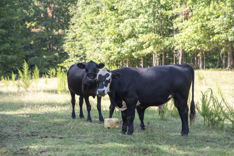 Noah Sander's Garden