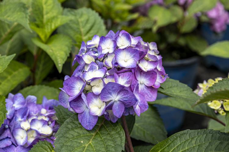 Say 'Hello' to Hydrangeas