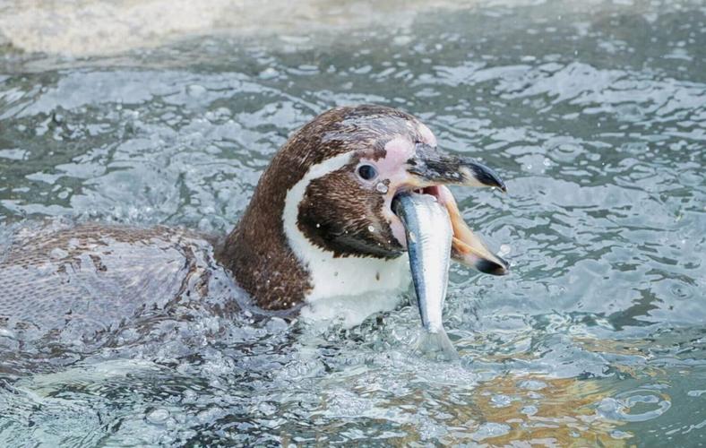 Penguins at Cornish wildlife park enjoy sardines caught by local fishermen