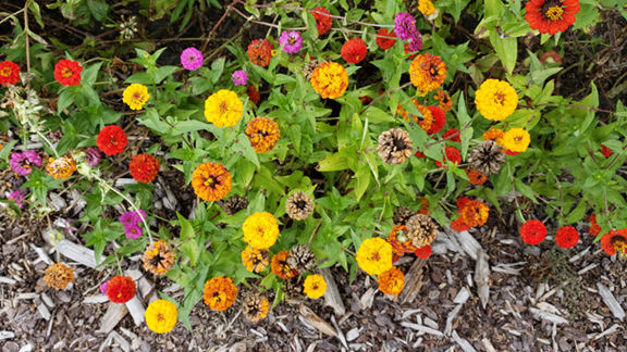 Save seeds to create a memorable garden