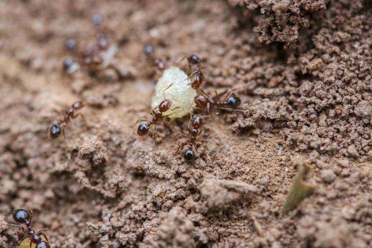 Winning the battle, not the war, against fire ants