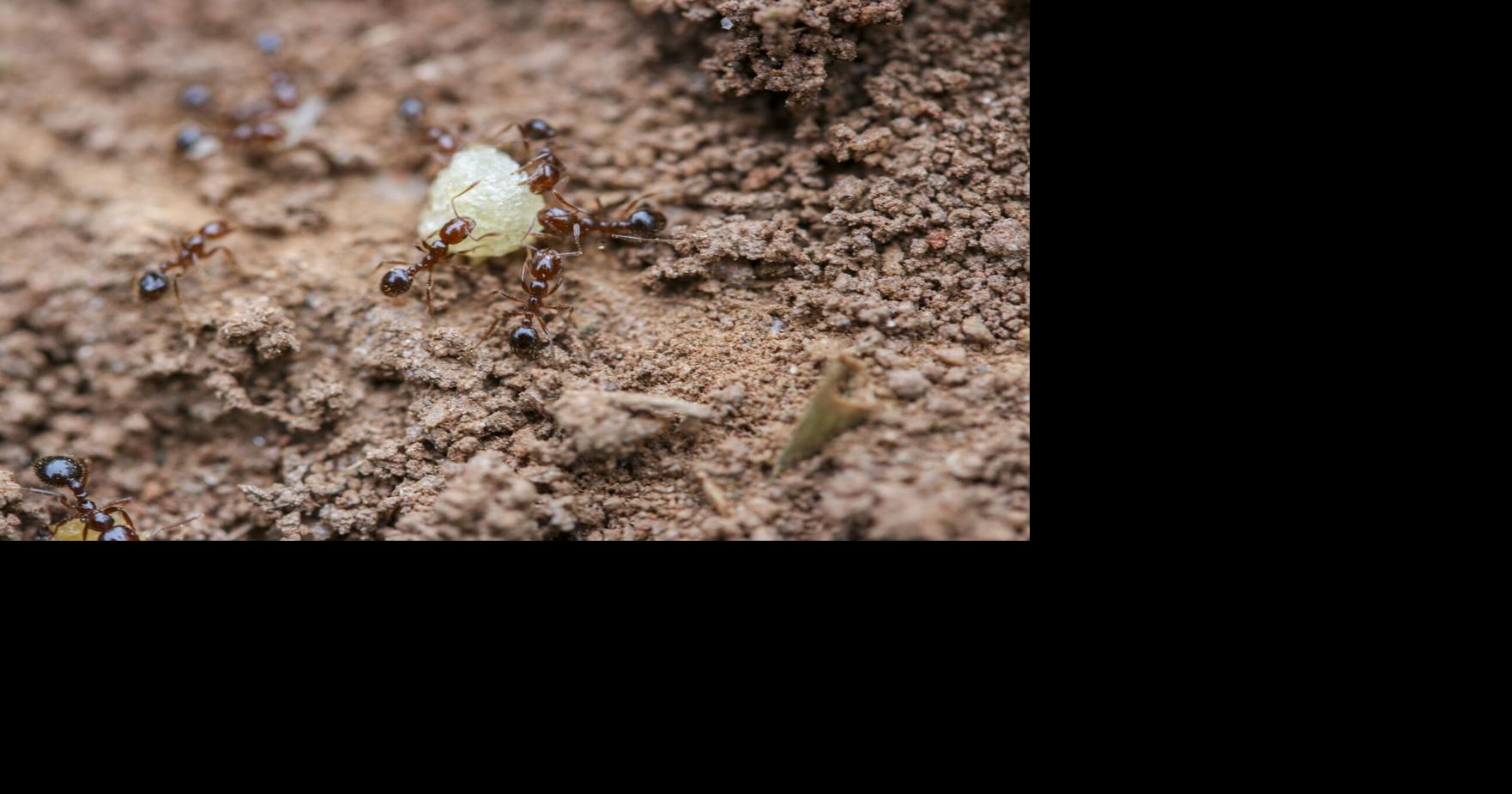Winning the battle, not the war, against fire ants | Lake Martin Living ...