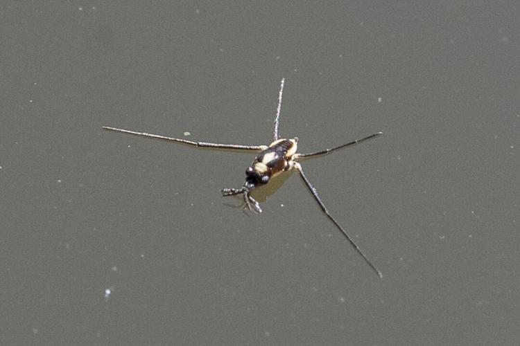 Water Striders
