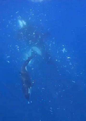 Orcas caught on camera ramming one of worlds heaviest fish so hard it exploded