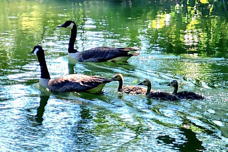 Family of Geese.jpg