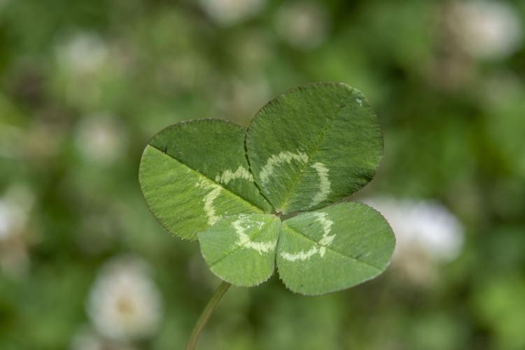 White Clover