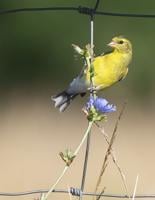 American Goldfinch