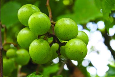 Notasulga winery picked for best ten Alabama wineries