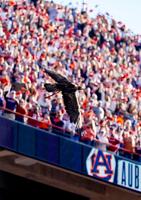 PHOTOS: 86th Iron Bowl