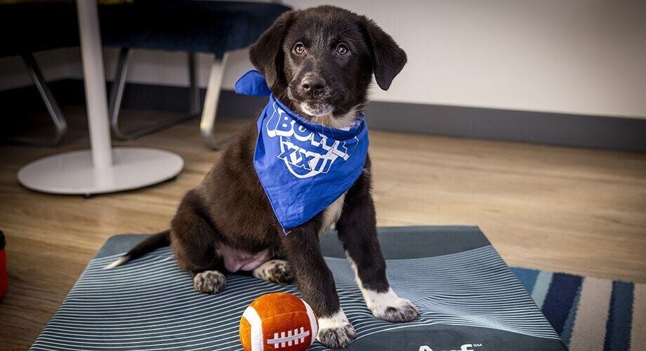 “Pup Rally” Adoption Events Celebrating Puppy Bowl XXII