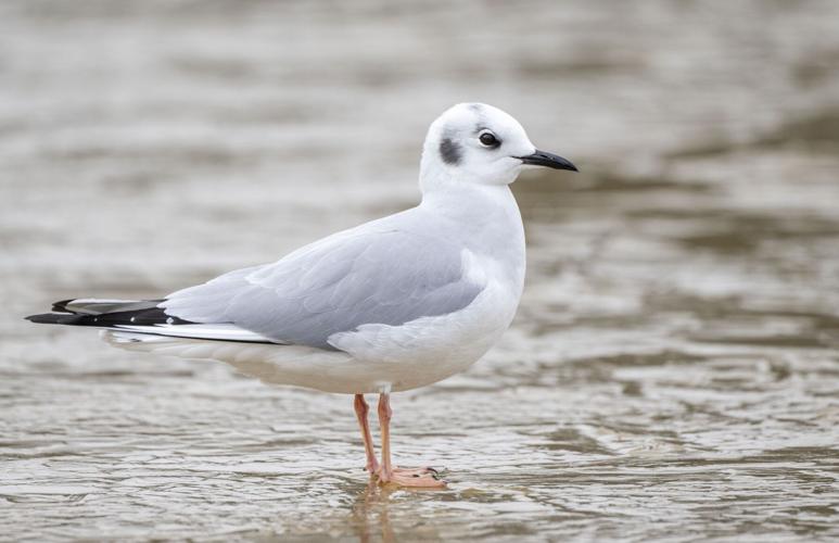 Bonaparte's Gull