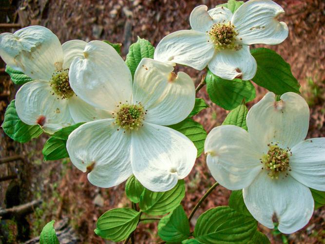 Decline of the Dogwoods