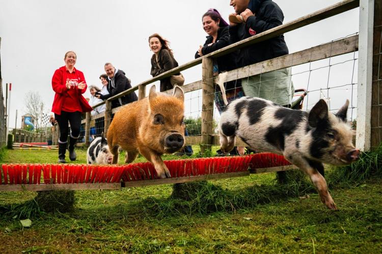 Miniature pigs compete in races for enrichment at Devon farm