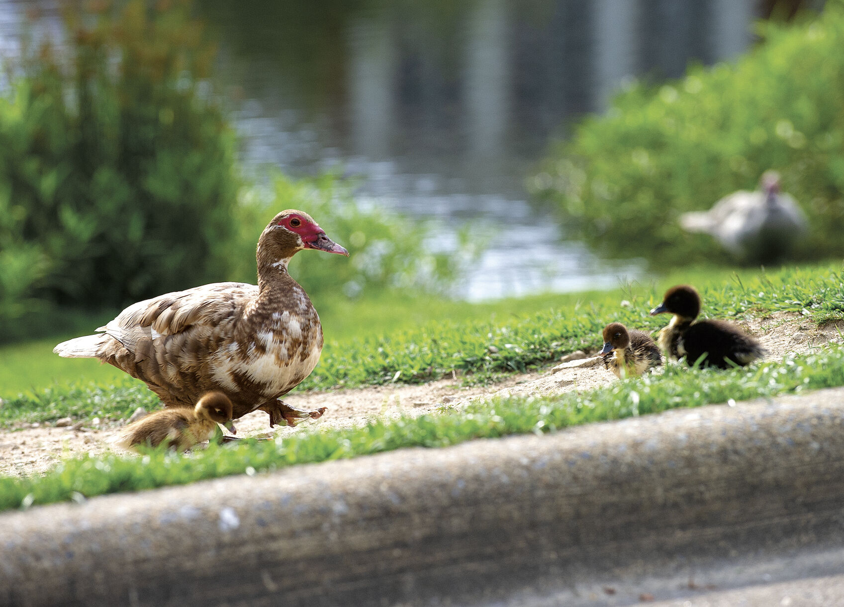 Duck abuse defendants granted youthful offender status