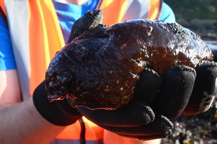 Rare alien-like creature washes up on UK beaches due to warmer climate