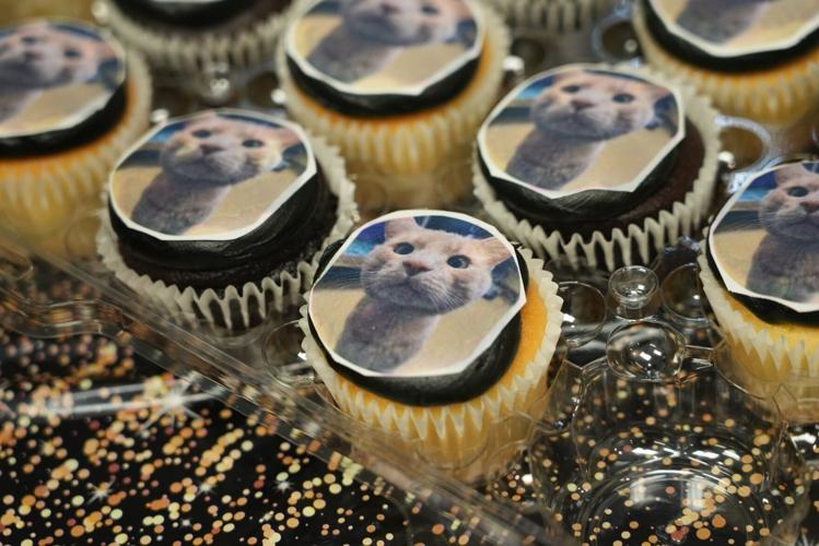 Cat who survived coyote attack celebrates quarantine release with quirky party