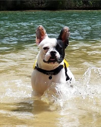 Frenchie.jpg
