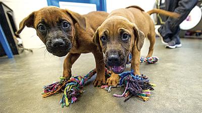 Lake Martin Animal Shelter in need of puppy, kitty food