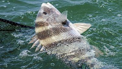 Sheepshead fishing on fire on Alabama Gulf Coast