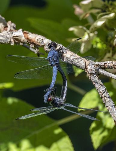 Slaty Skimmer
