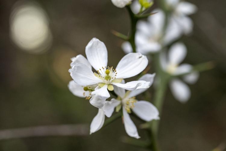 Trifoliate Orange