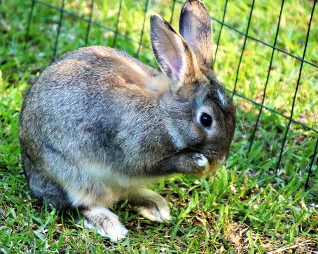 Wildlife @ the Lake House
