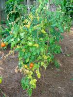 Grow goodness this summer