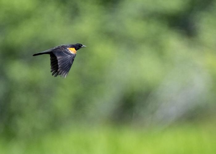 Red-winged Blackbird