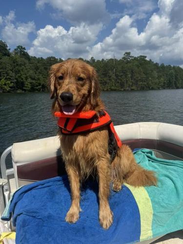 Golden on boat.jpg