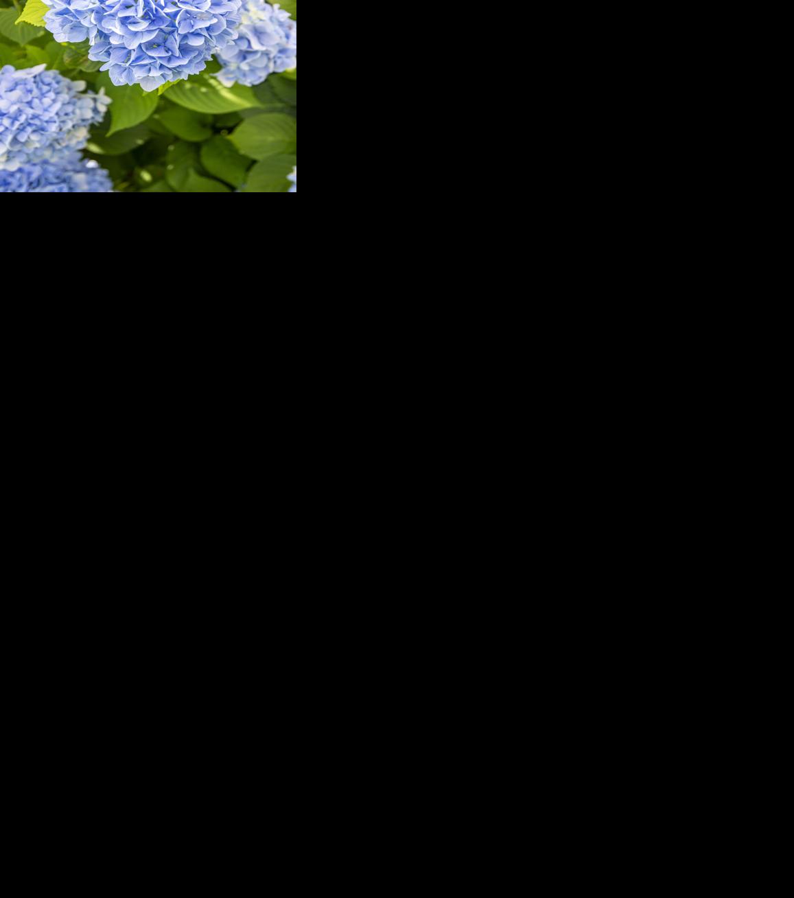 Say 'Hello' to Hydrangeas