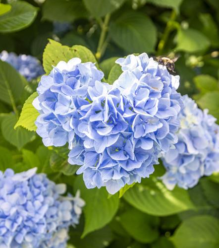 Say 'Hello' to Hydrangeas