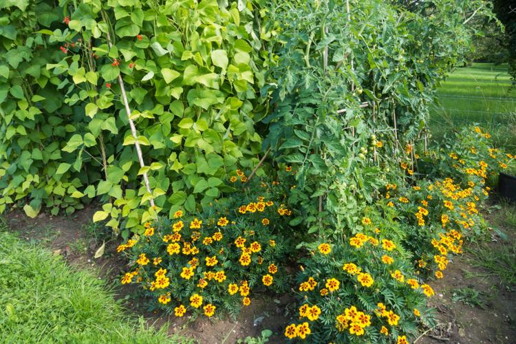 Garden Companions