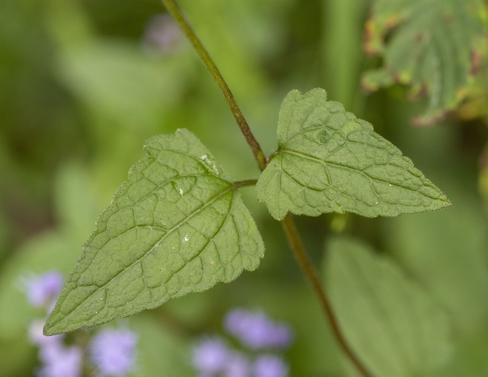 Blue Mistflower
