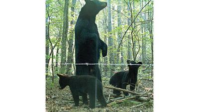 Black bears seem to be on the move around Alabama