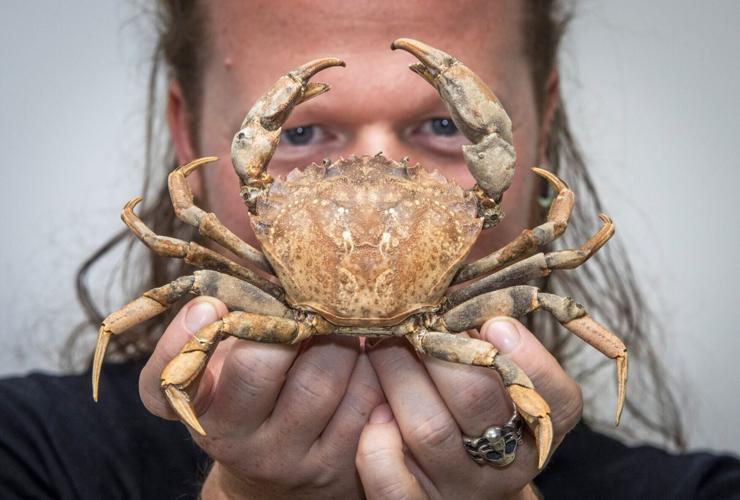 Crustacean taxidermist preserves pet shellfish including crab, shrimp and lobster