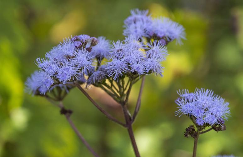 Blue Mistflower