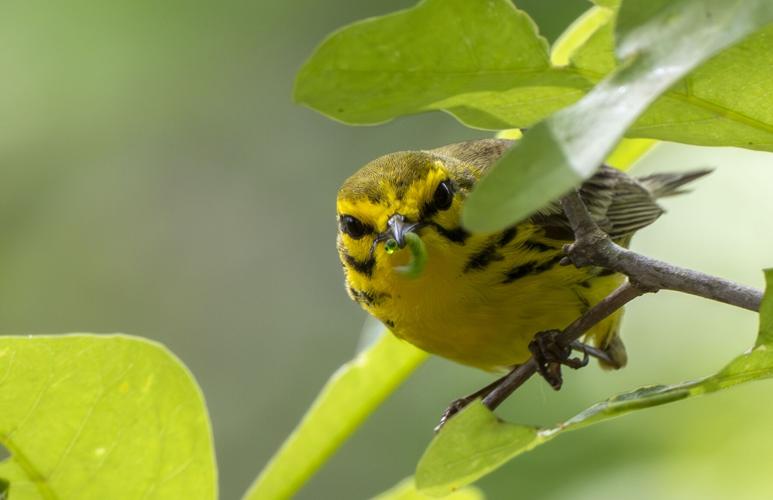Prairie Warbler