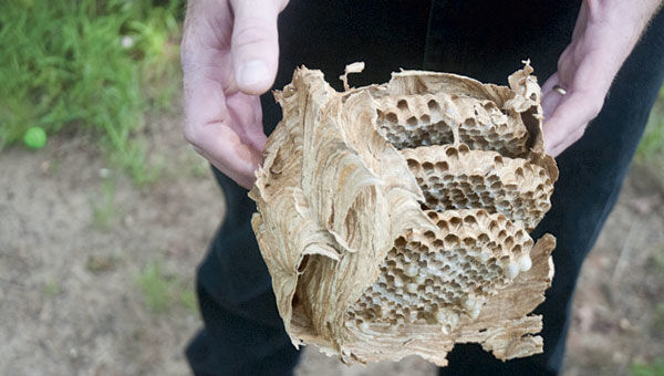 ‘Winged giants’ make a buzz in county