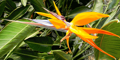 Bird of Paradise