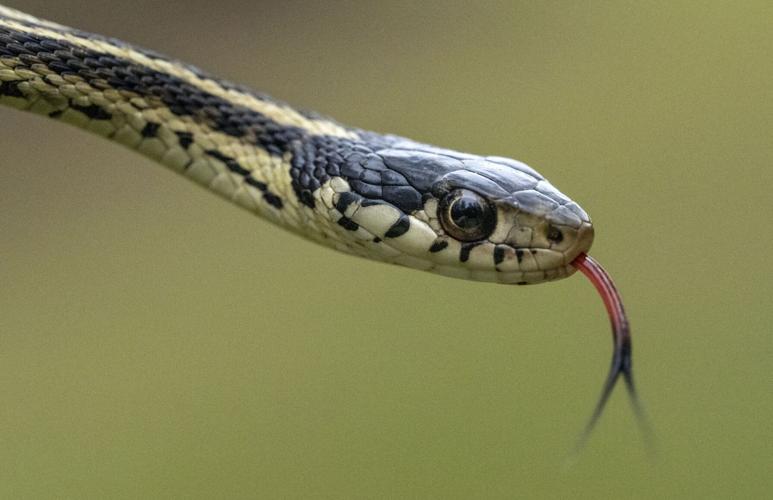 Garter Snake