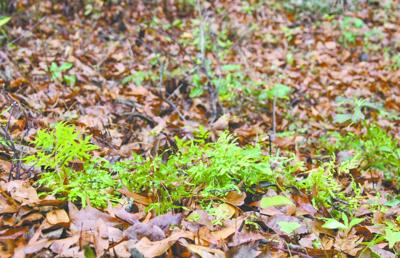 Beautification board manages invasive plant in Keebler Park