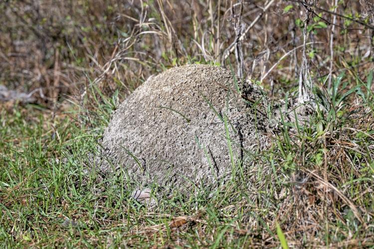 The Invasion of the Fire Ants