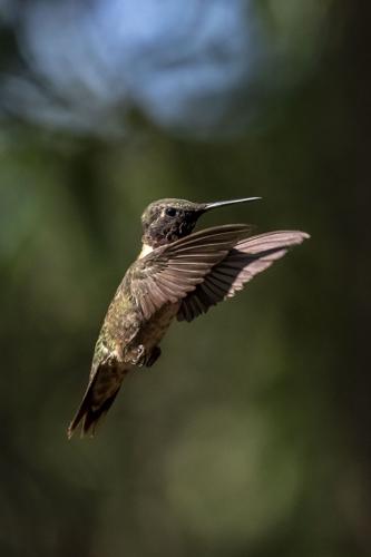 Hundreds of Hummingbirds