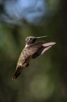 Hundreds of Hummingbirds