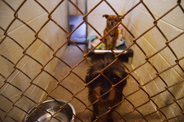 Law enforcement report few cold-related animal calls while residents take action online