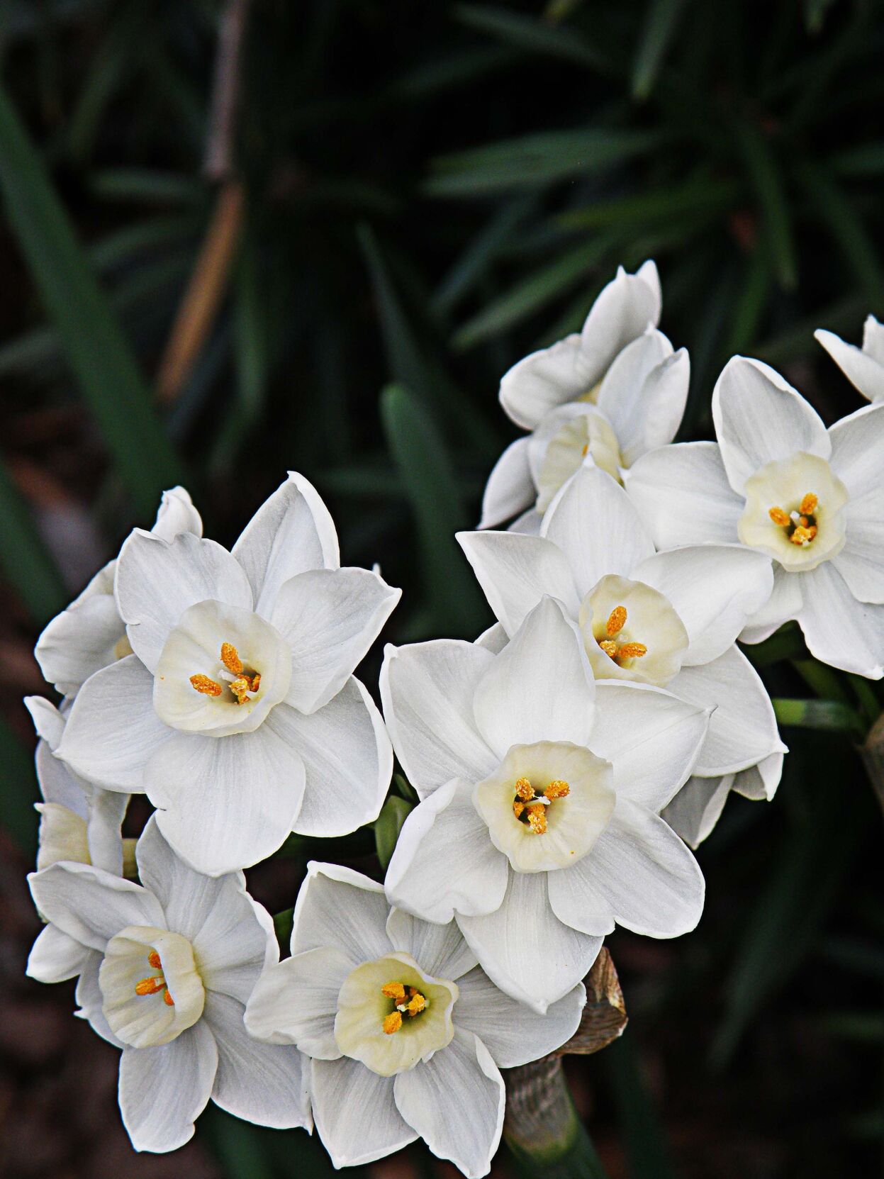 Paperwhites