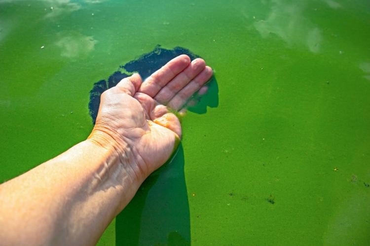Human hand polluted with blue-green algae.
