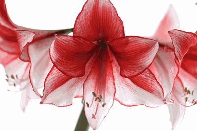Amaryllis: A Holiday Favorite