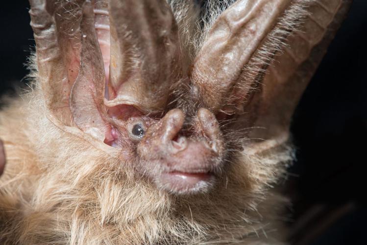 Bats originated in Europe around 65 million years ago, reveals new research