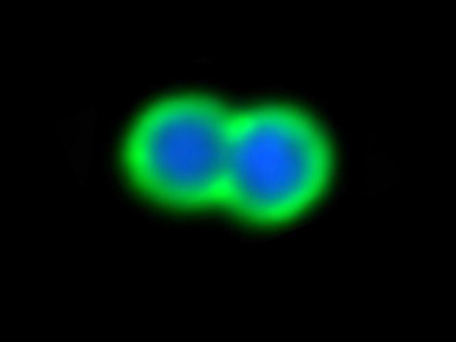 superbug_featured